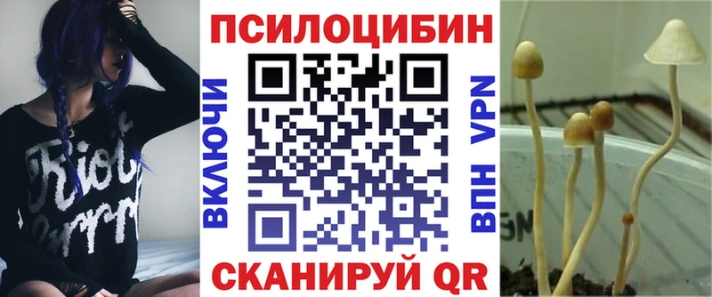 omg tor Николаевск-на-Амуре Псилоцибиновые грибы Psilocybe